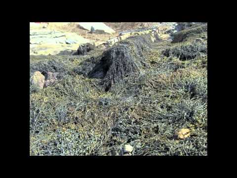 Algal Biofuel: A natural energy resource