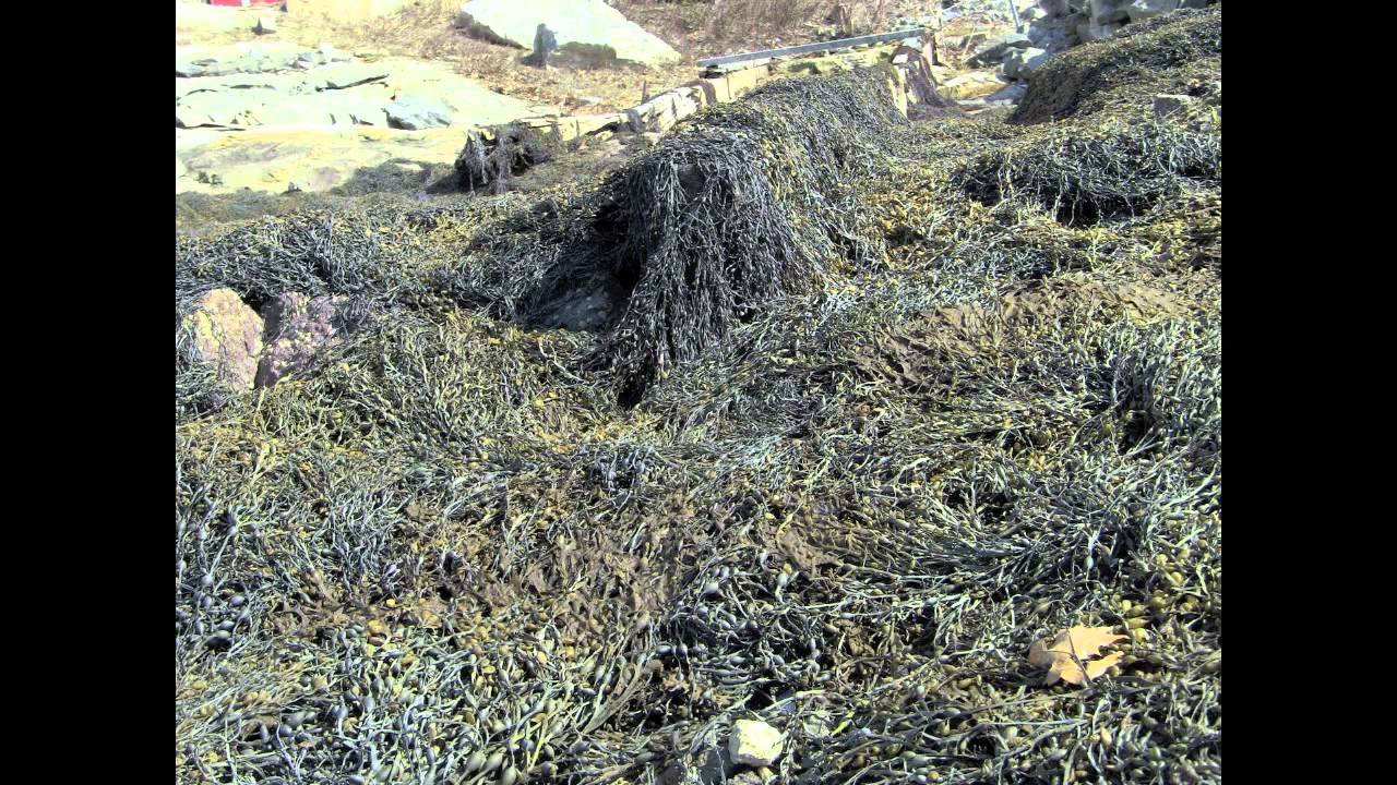 Algal Biofuel: The Sustainable Energy Solution You Need to Know 🌱