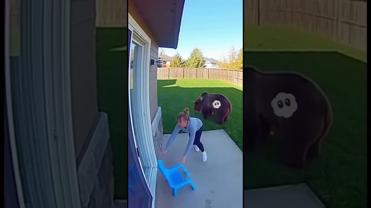 Ours attaque! Abonne-toi pour plus de vidéos 🐻