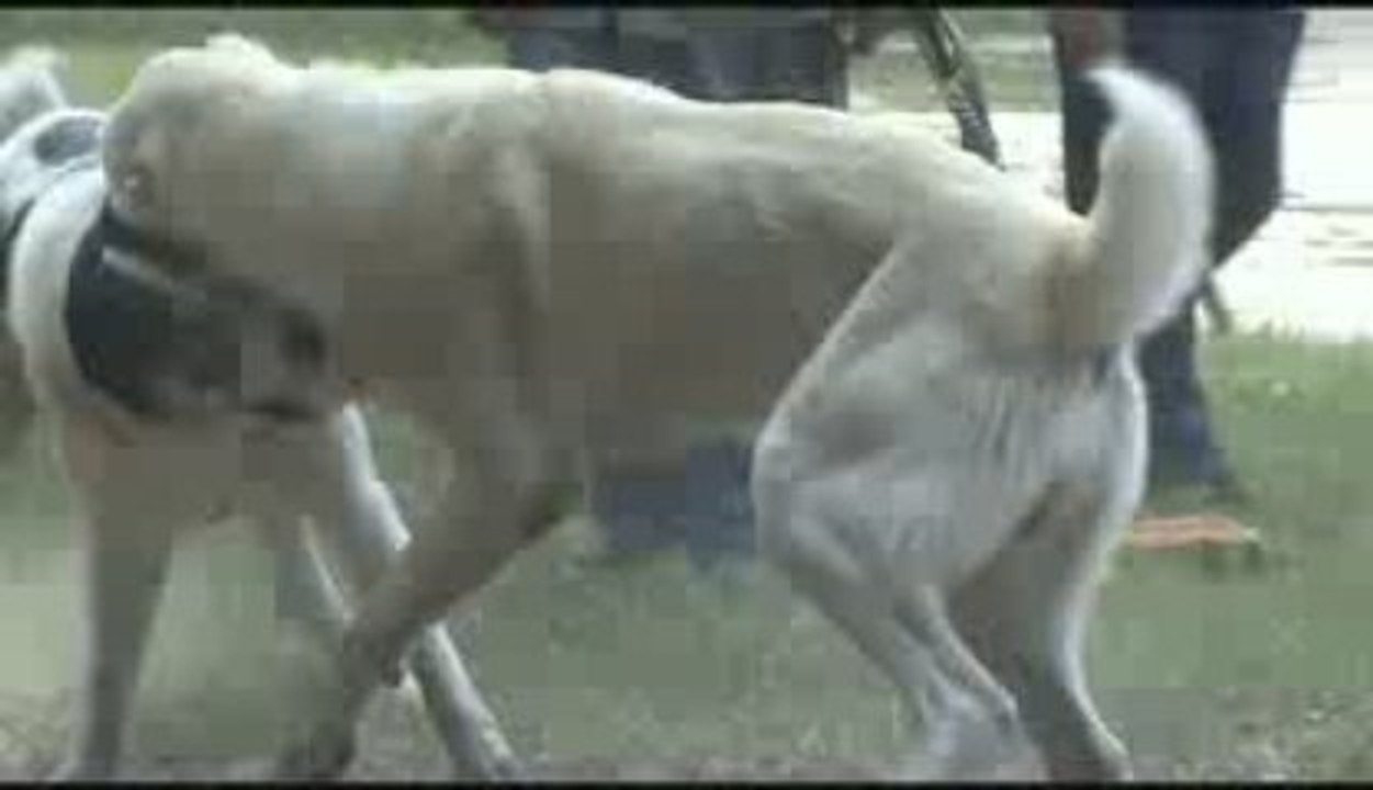 Первый бой Тохмеда