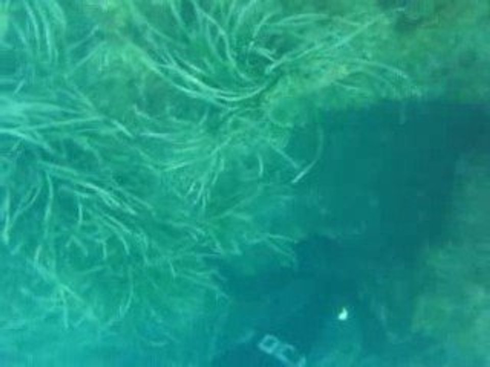 tir d'une rascasse de fab