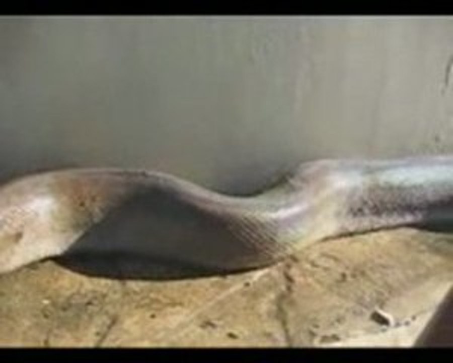 Long long long trés long Python