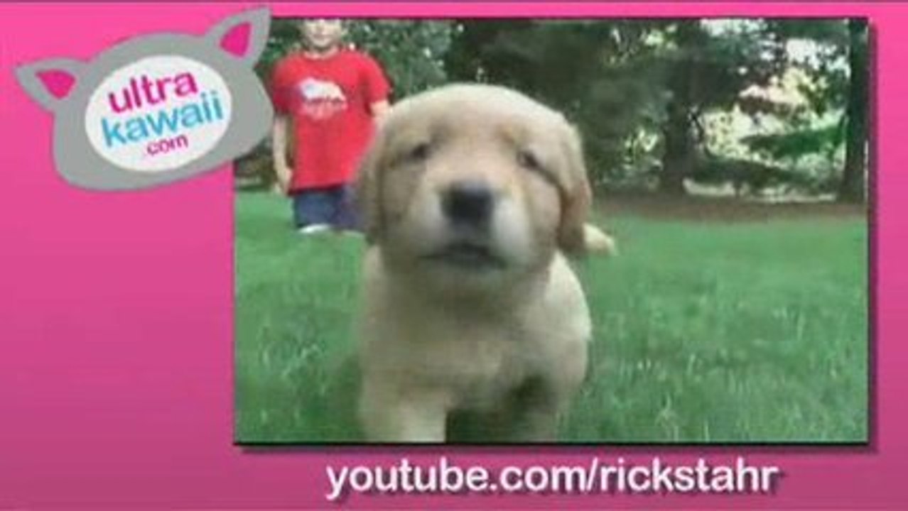 Ultra Kawaii - Dog Park Party!