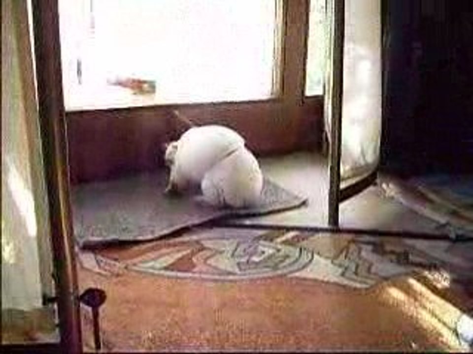 Frollain, Jimmy & Snacky: Ein lustiges Kaninchen-Abenteuer 🐇