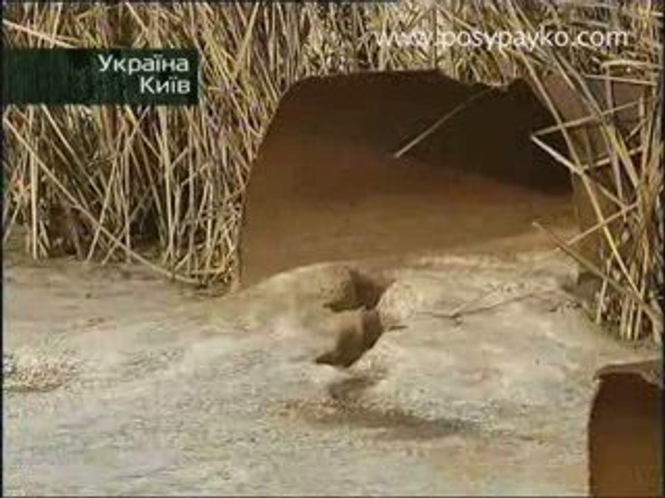 Киев. Наводнение