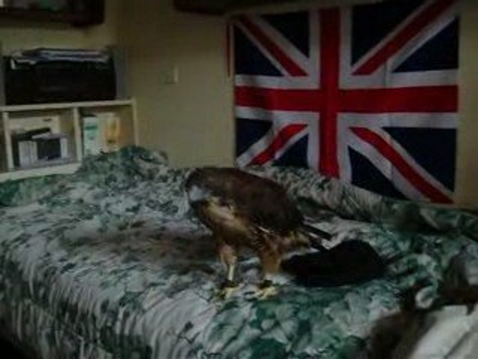 my hawk in my bed