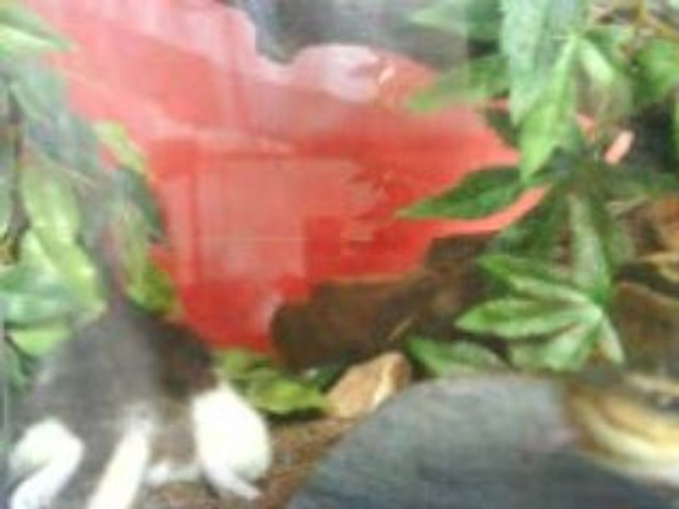 Python Programming Basics 🐍