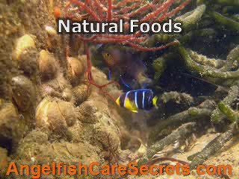 What is Blue Angelfish? - Learn Its Proper Care