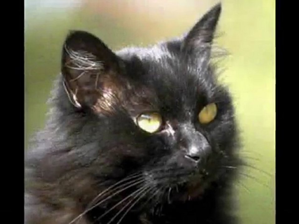 Haru and Aiyu - Boats and Birds