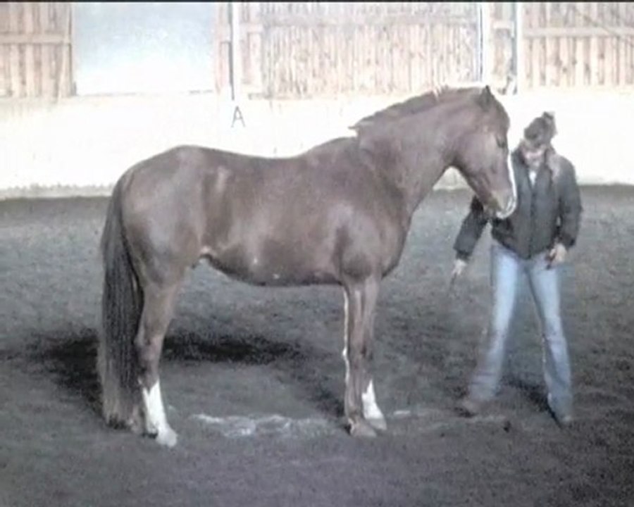 Franky Horsemanship