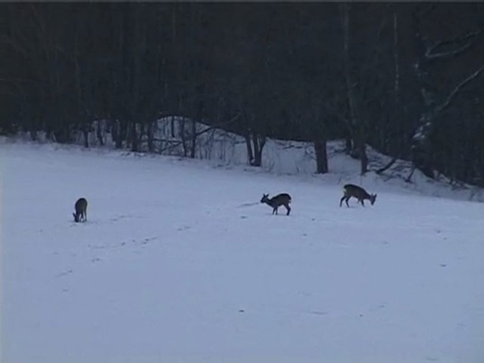 Косули Беларусь