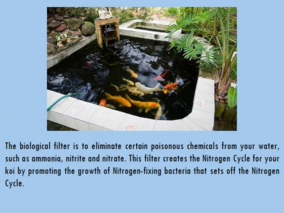 Koi Pond and Koi Pond Filters