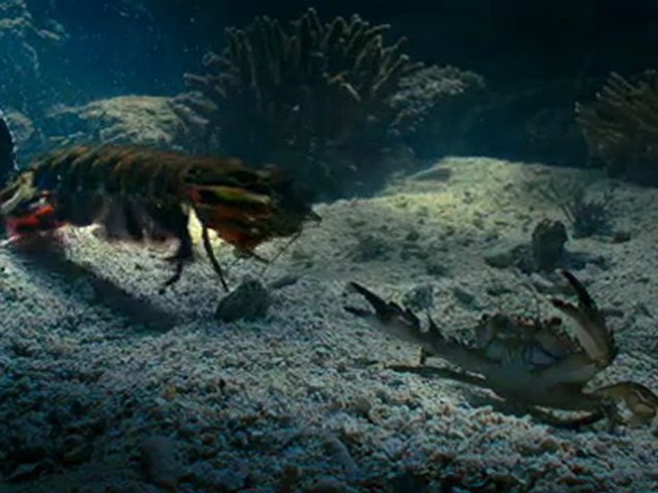 Oceans - Crab vs. Shrimp