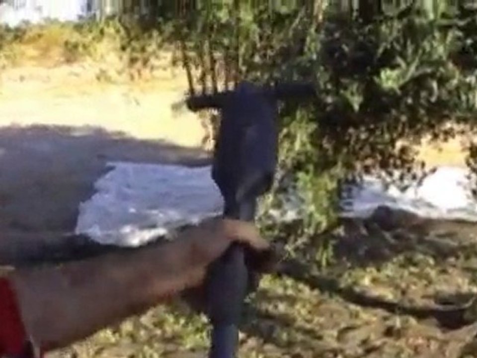 Infaco - Electroliv Elektrischer Oliven-Rüttler DE