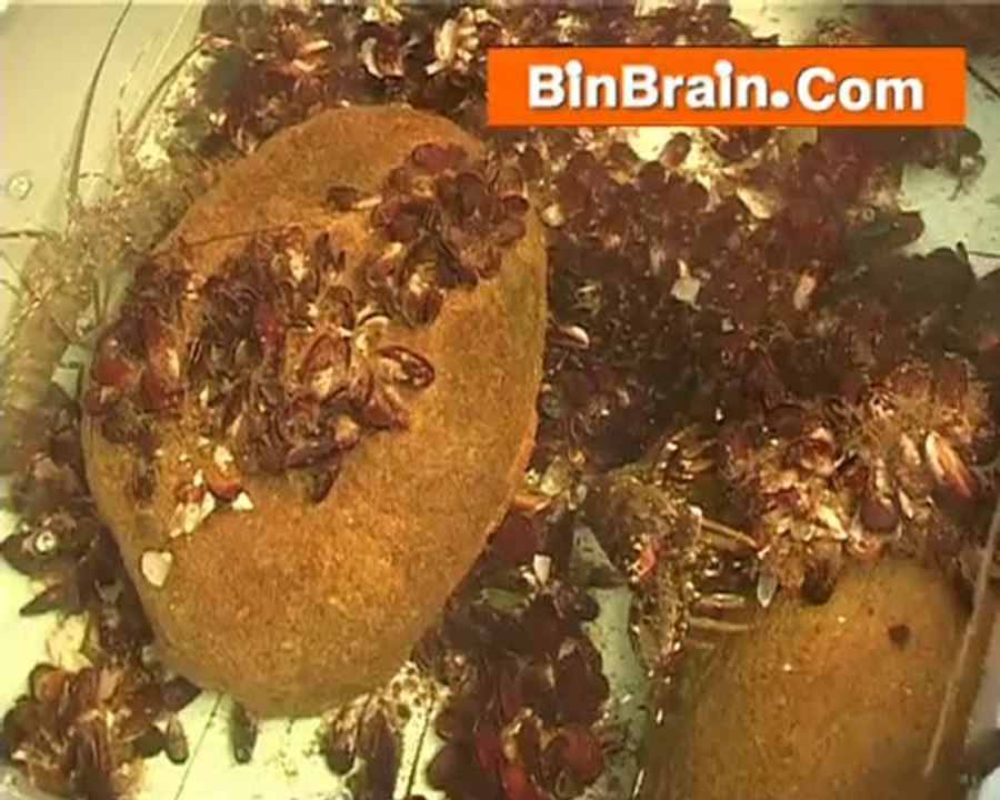 Different types of prown at Kovalam