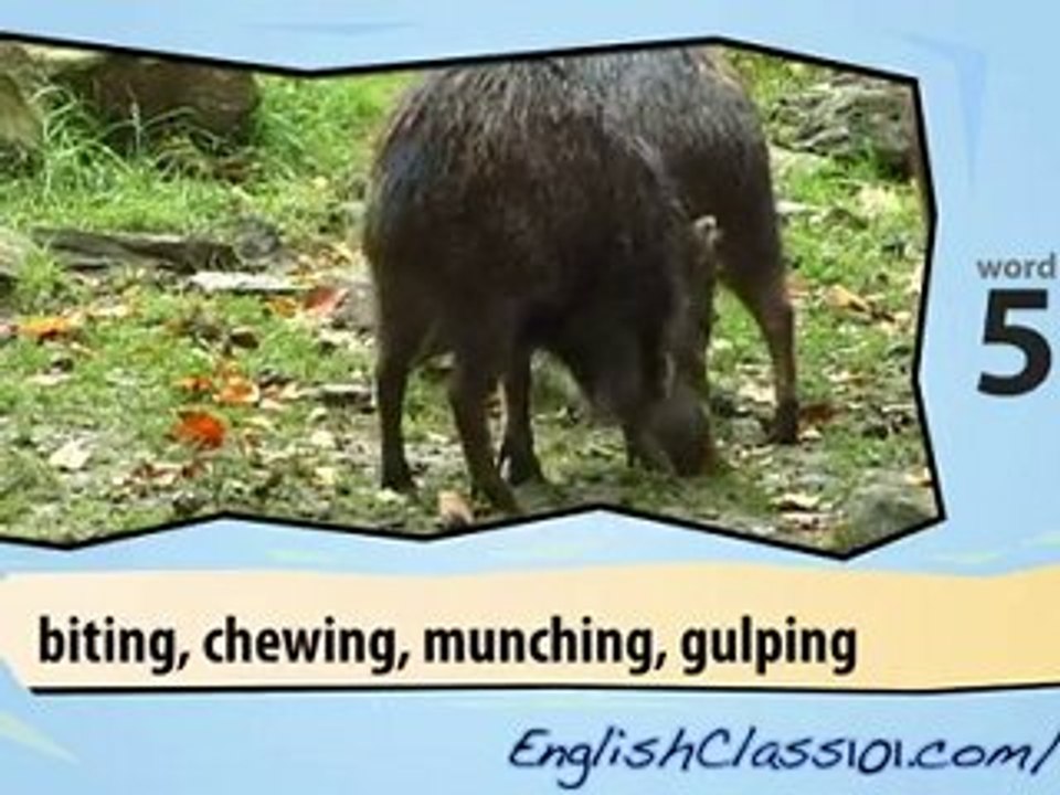 Learn English with Jungle Animals - Educational Video for Beginners