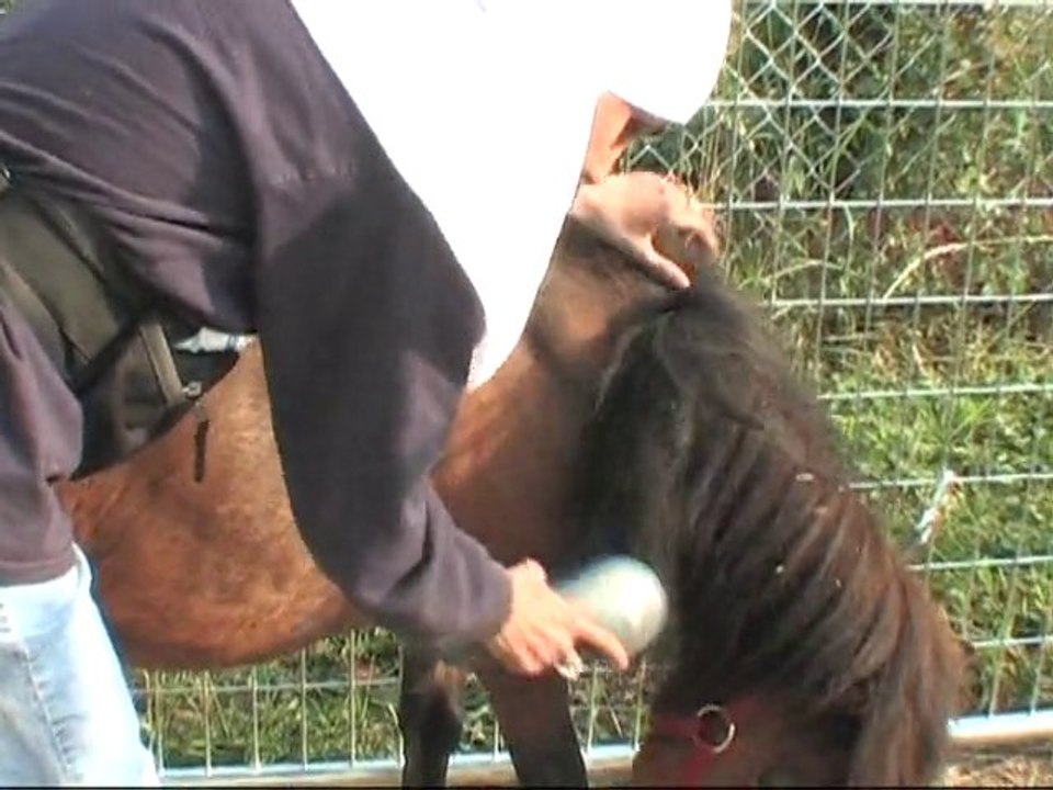 A Guide Horse for the Blind: A Woman's Faith-Based Solution in Chicago