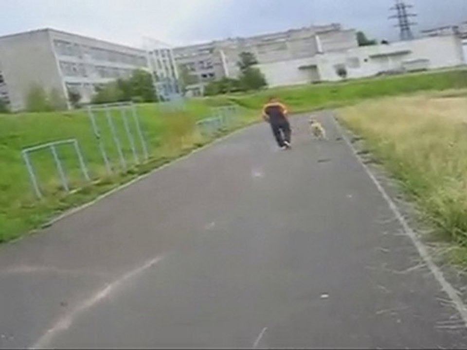 бег афганской борзой