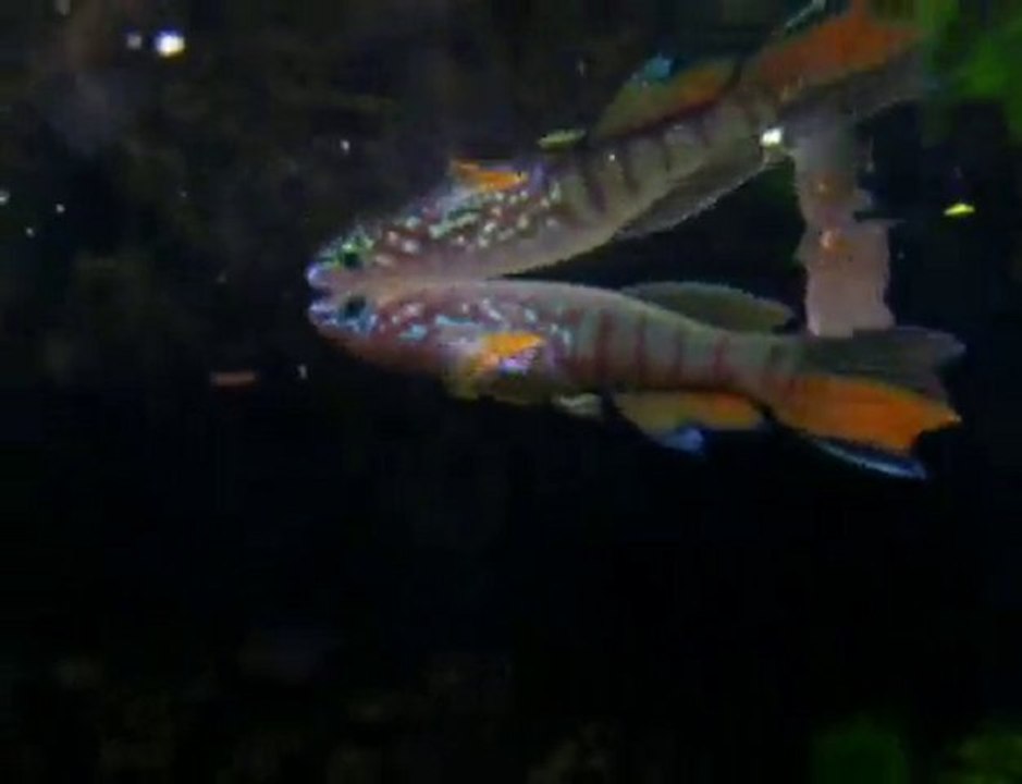 Fundulopanchax and Chromaphyosemion: An Overview