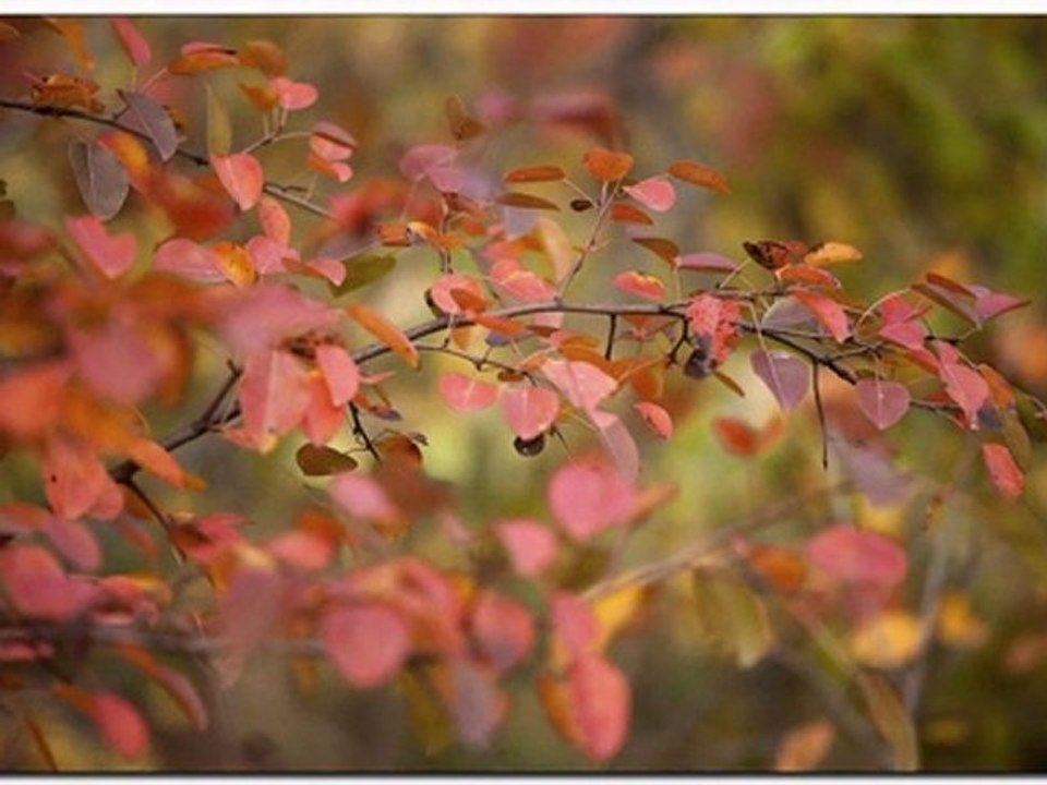 Осенние листья картинки осени слайд шоу из фотографий