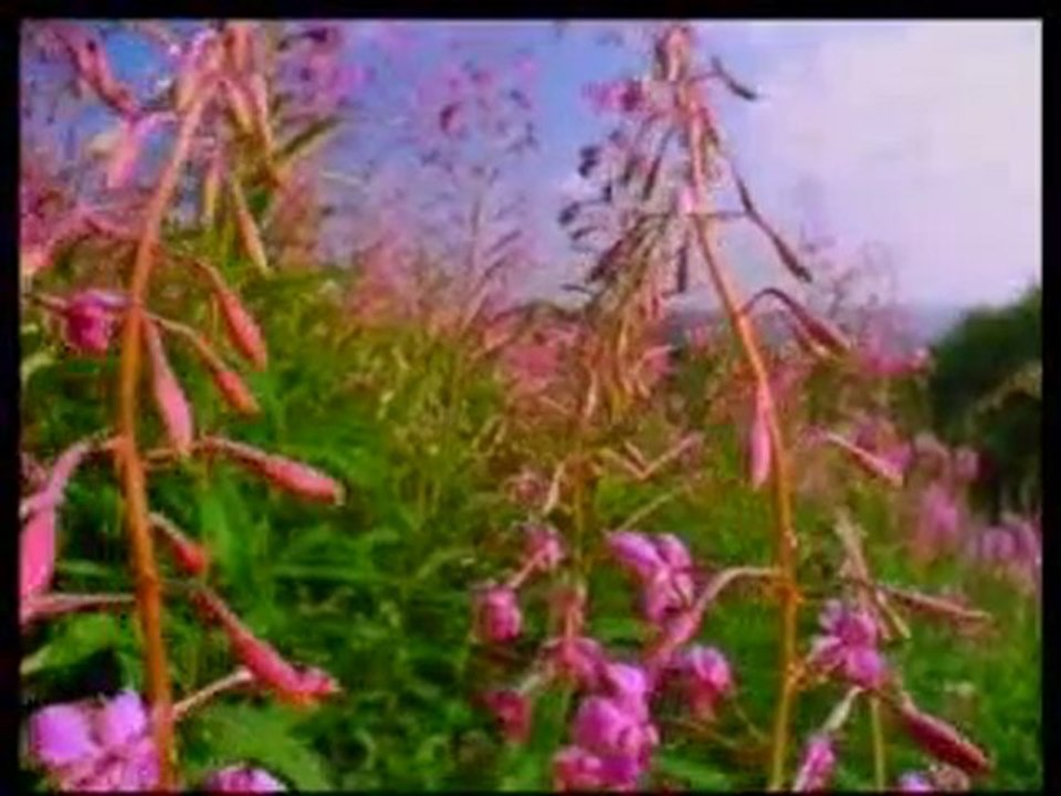 The climate of security in paradise