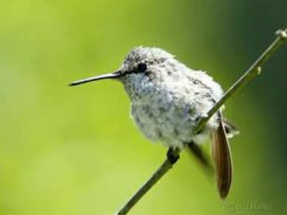 Rock Rock Birdie Rock,1