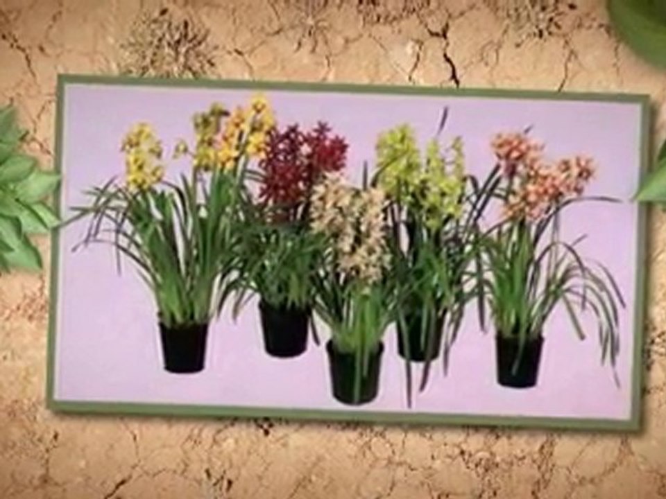 Main Types of Orchids 🌸
