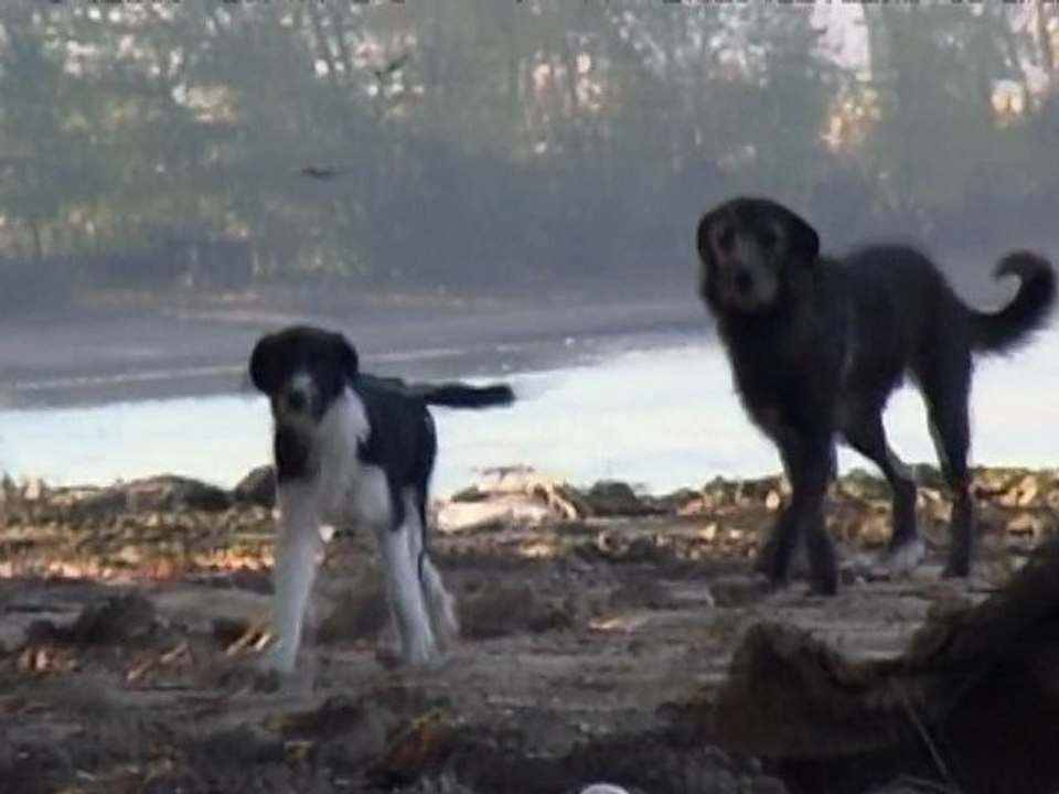 Dogs and people. Loyalty and betrayal