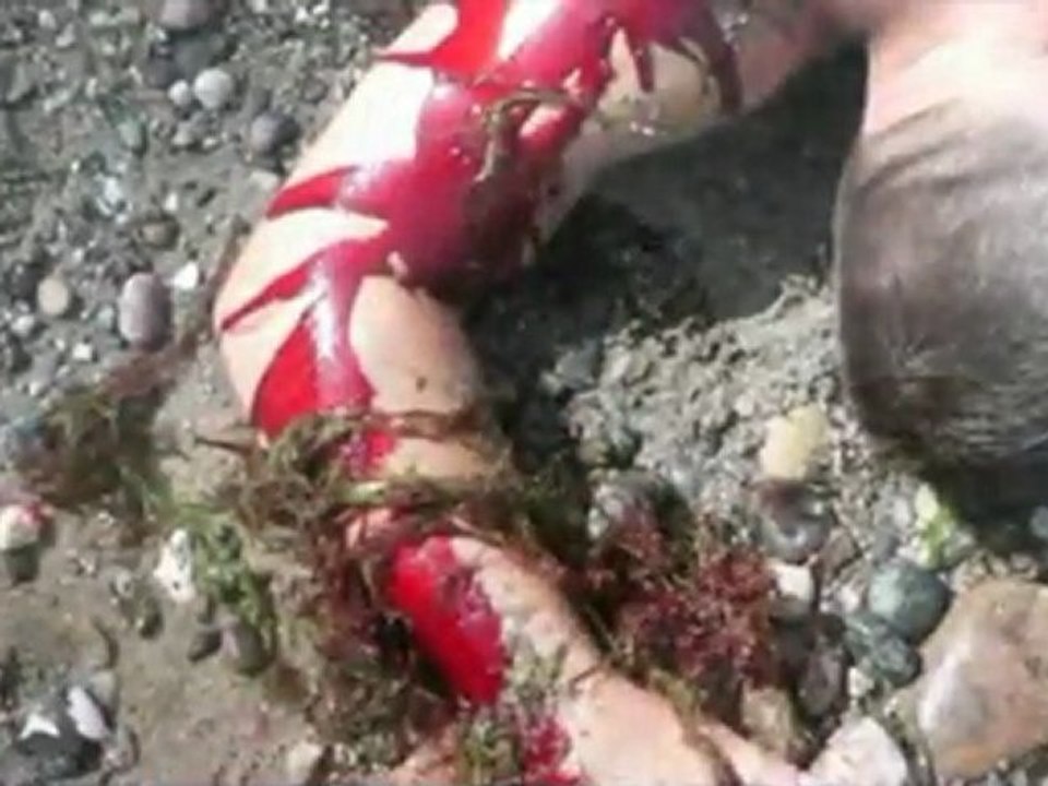 Wir sind das Blut --Original-- made in Germany by Elfenfels