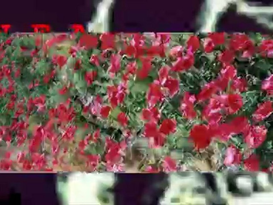 NFA // FISH with Guitar Wolf Track 🎸