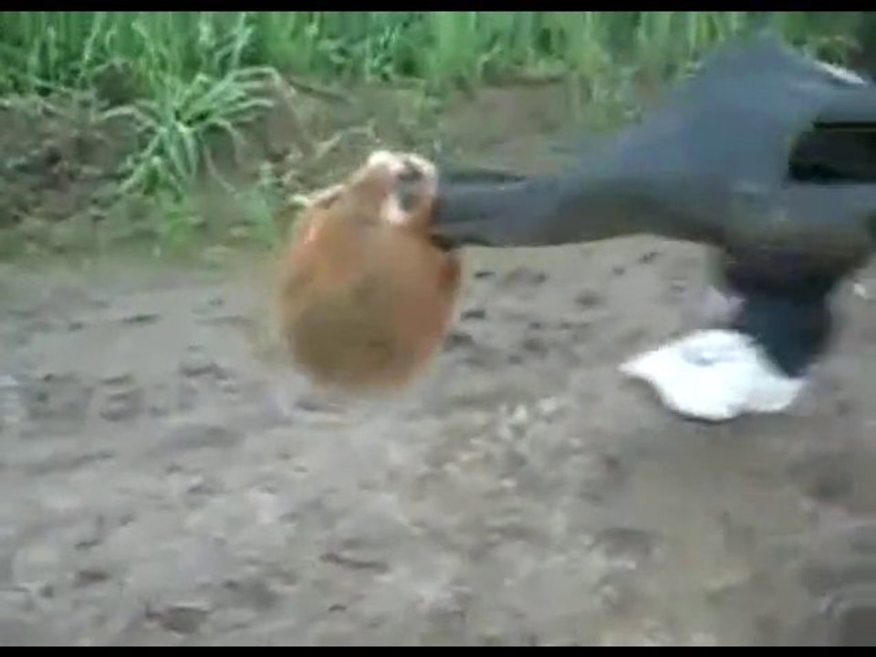 Российский медоед.  Боевой хомячелло .)))