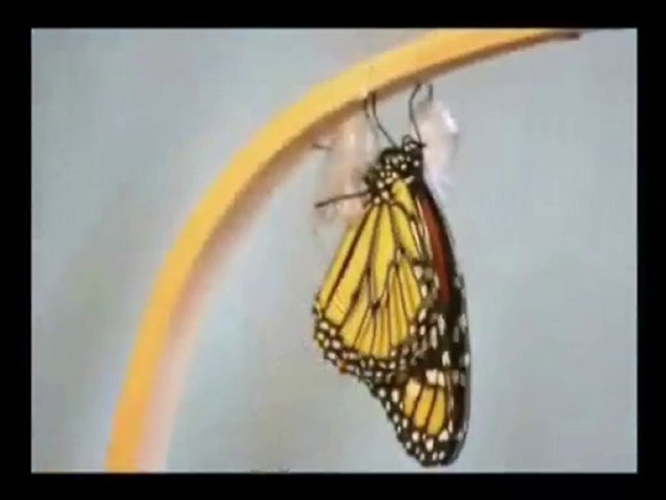 LIFECYCLE OF BUTTERFLY