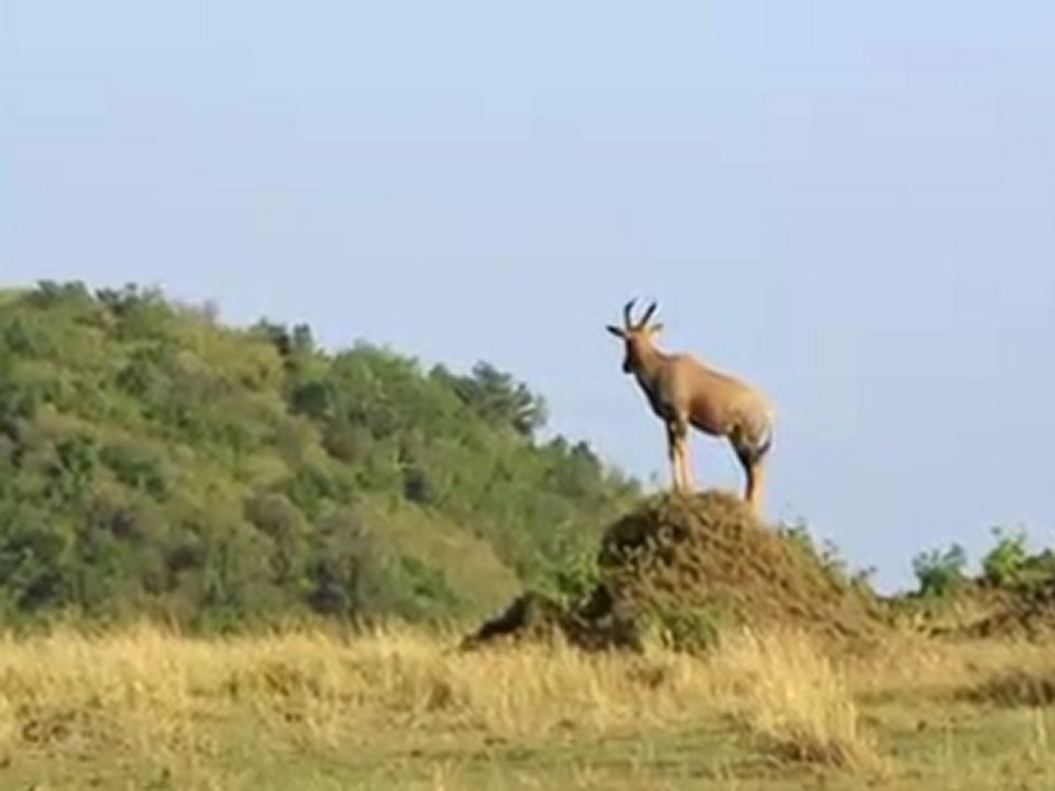 Afrika Afrika, Masai Mara
