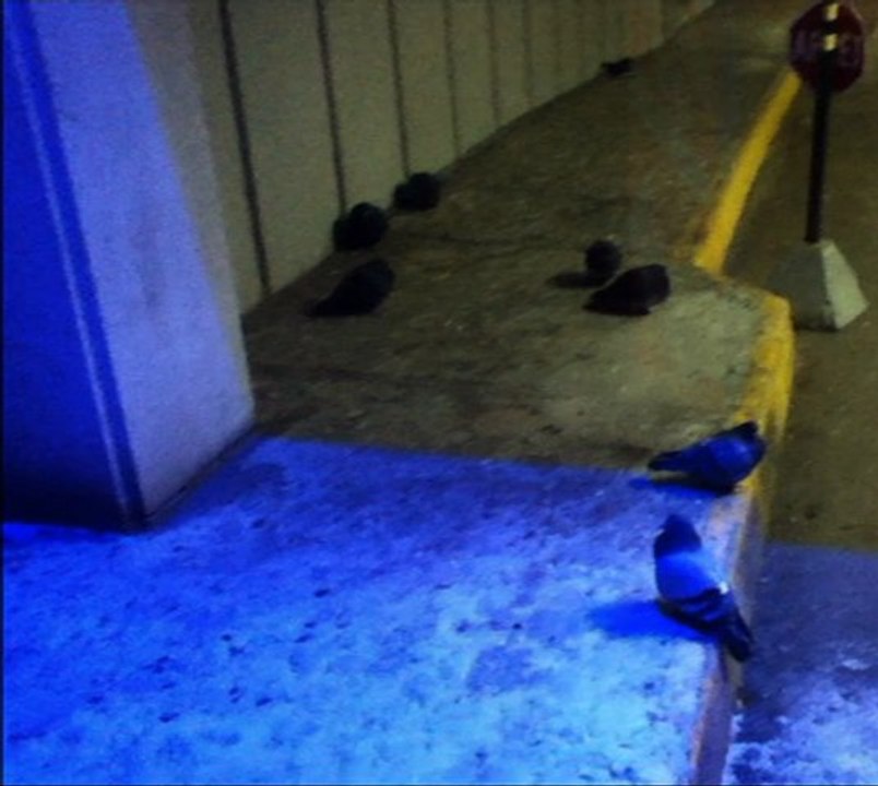 Pigeon under morphine