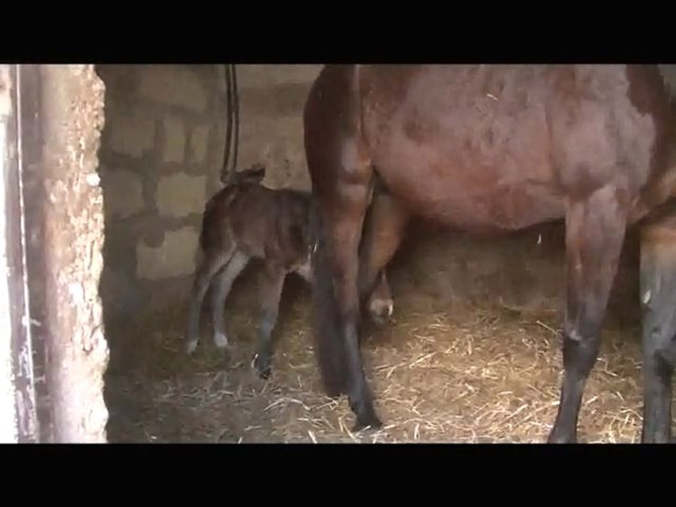 Poulains Majorque 🐴