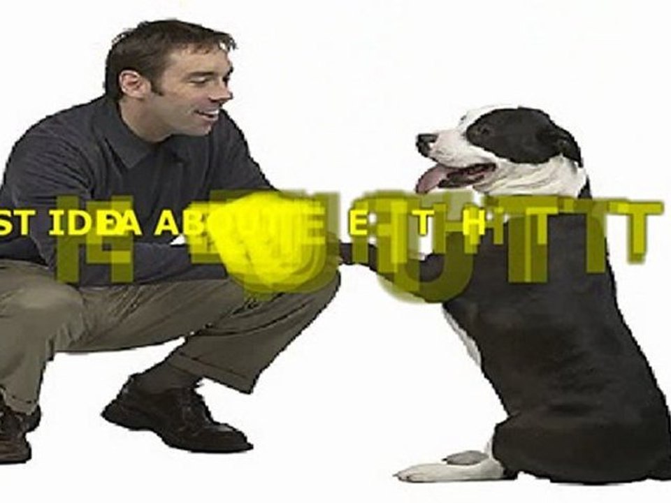 How To Understand Dog Behaviors