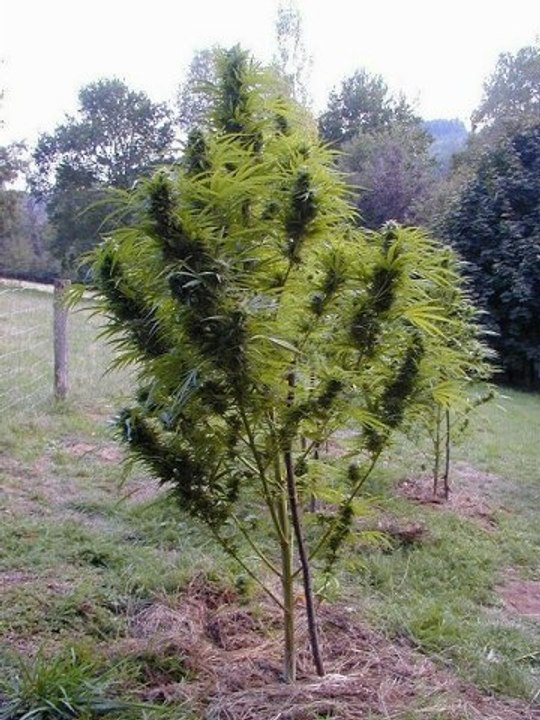 FreeStyle Creativity Unleashed ✨