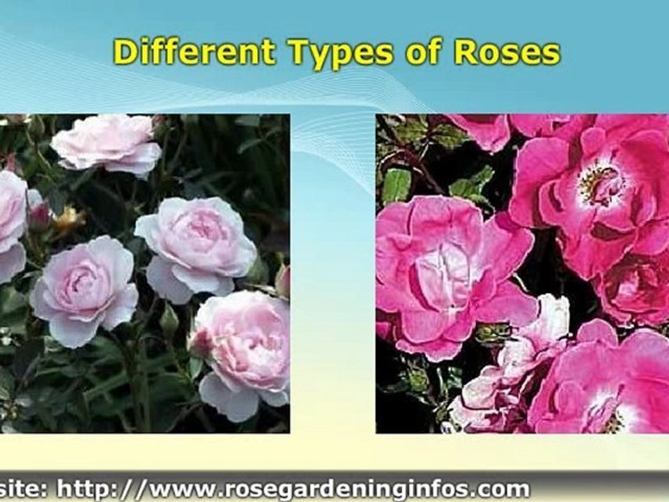 Different Types Of Roses