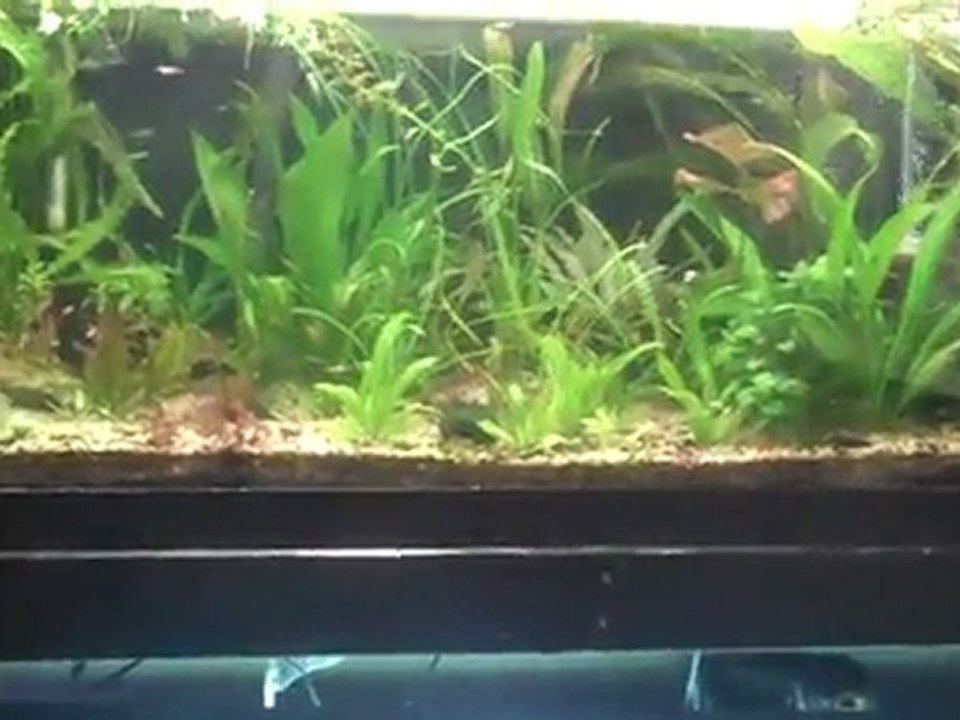 Balance is the key in your Aquarium