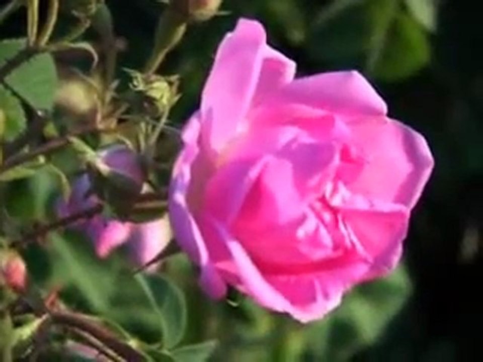 Discover Rosense UK: The World's Leading Rose Oil Brand Since 2005 🌹