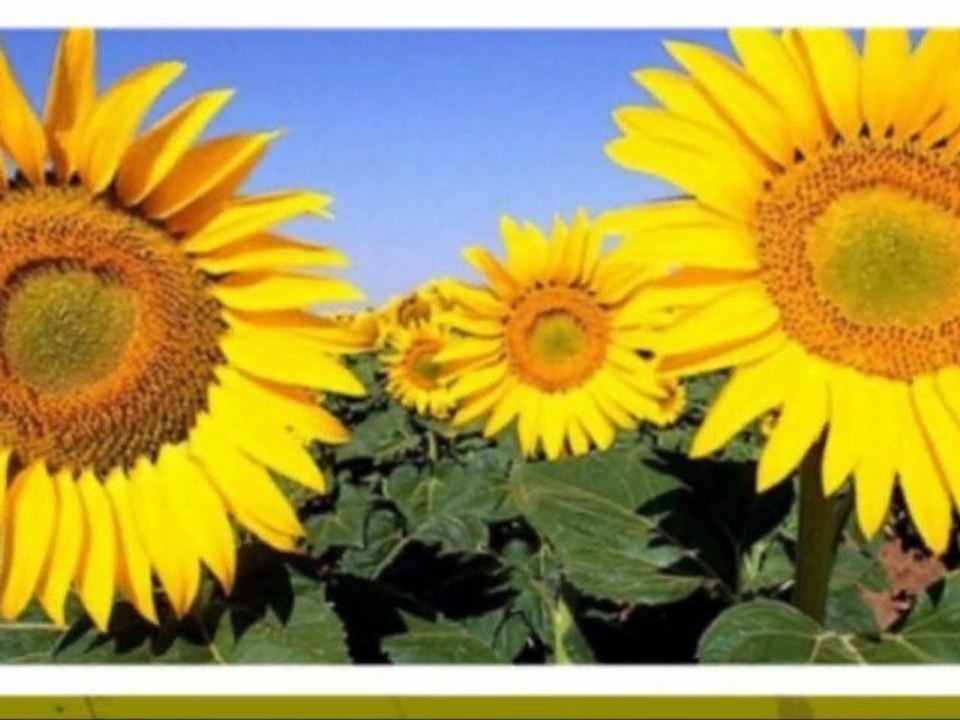 Erinnerungen-Edward Simoni