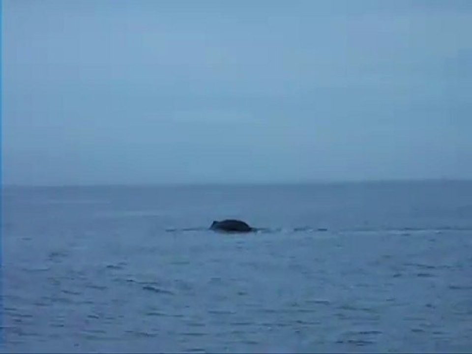 Tour Sri Lanka, Travel Sri Lanka, Hotels in Sri Lanka, Holiday in Sri Lanka