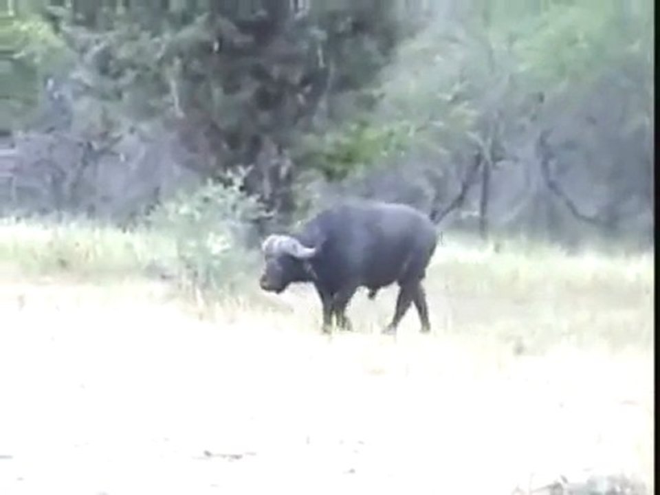 Buffalo vs Lion buffalo