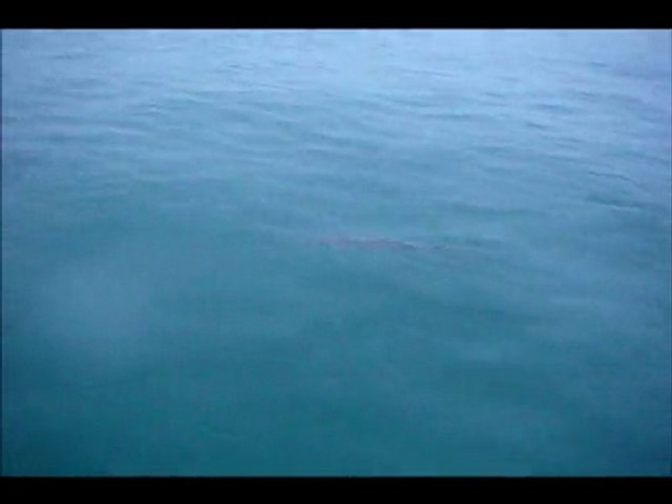 No-Kill Policy: Compassionate Animal Care 🐾