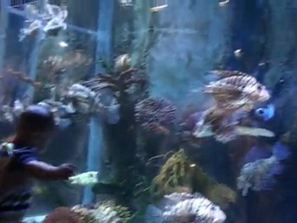 Dubai Aquarium - Dubai Mall