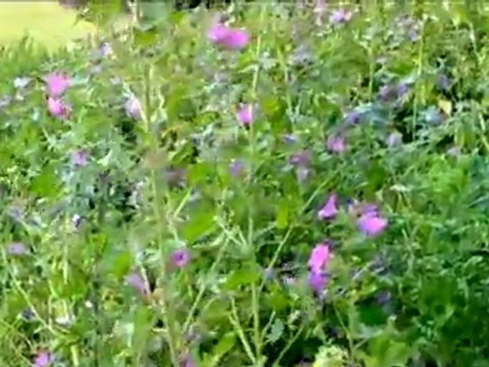 What Is England? 🇬🇧