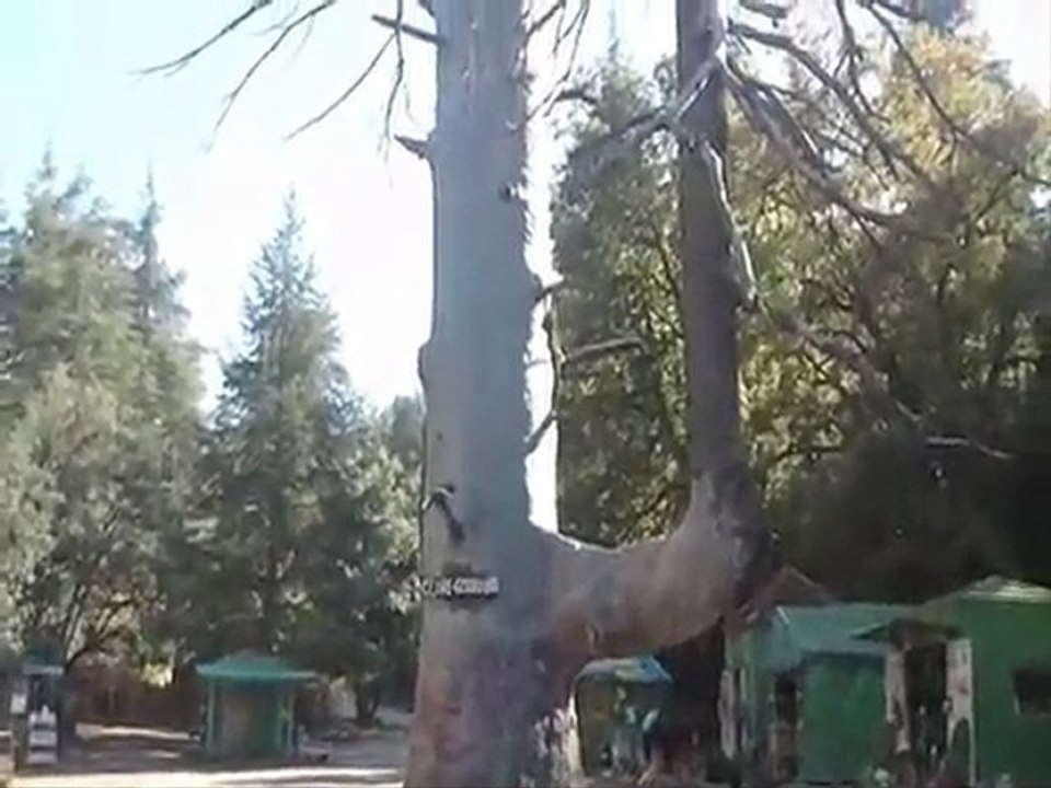 Le cédre Gouraud 800 ans_Ifrane