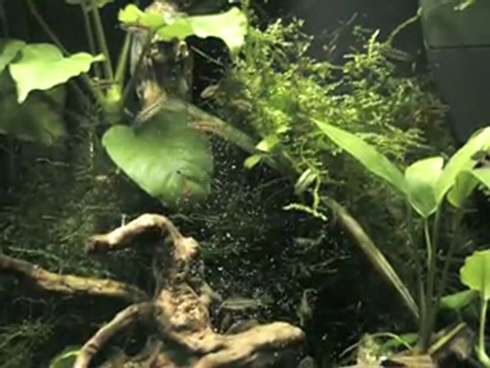 Boraras Fish: Small, Vibrant Freshwater Species