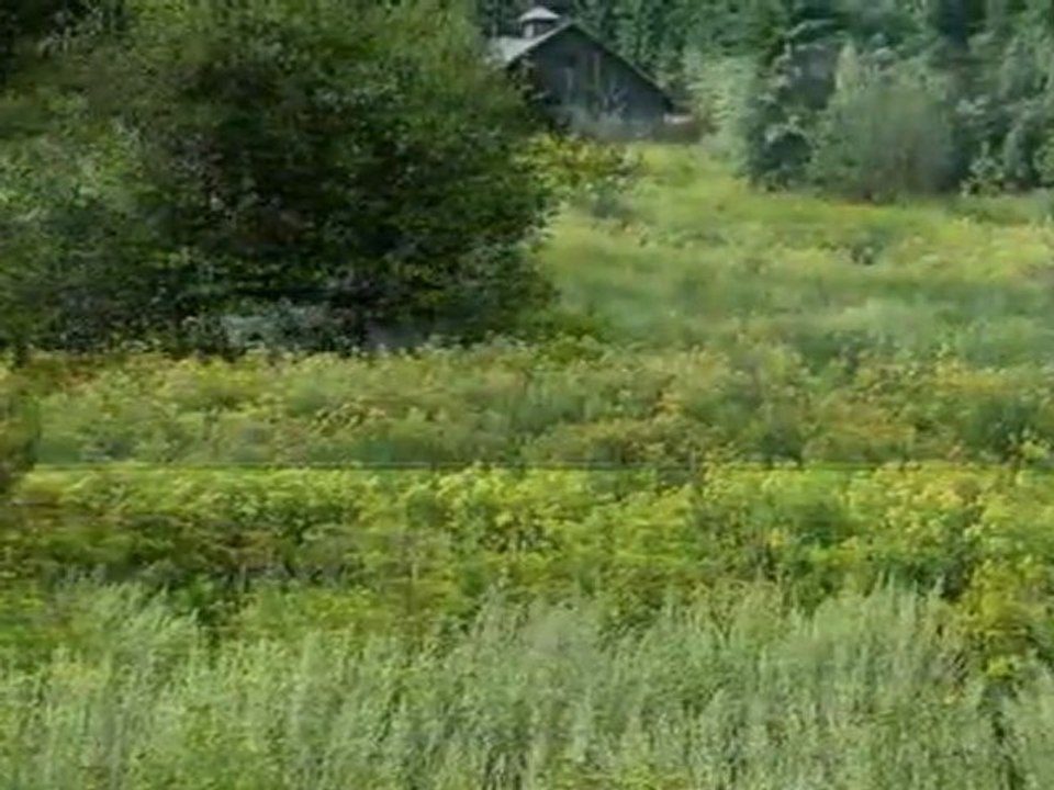 Music & Video Content