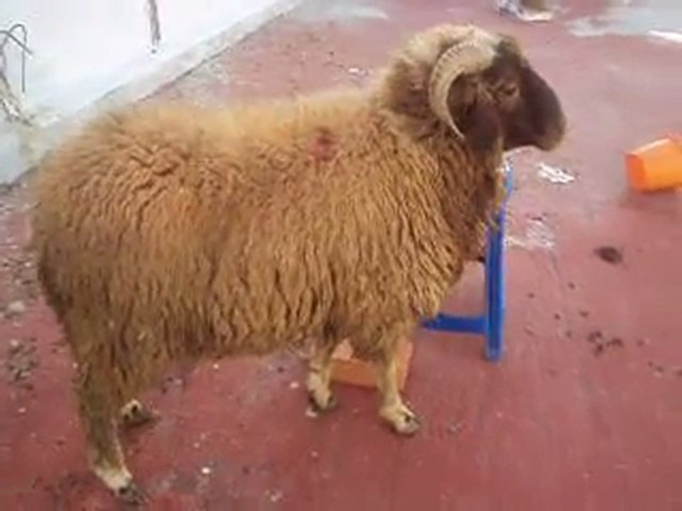 عيد الاضحى - خروف العيد